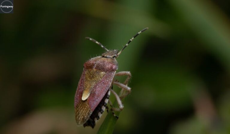 Bug Puns That Will Totally Insect You With Laughter