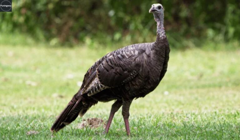 +Best Turkey Puns That Will Make You Gobble-LOL